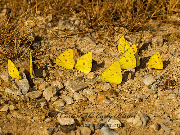 Colias eurytheme  ORANGE SULPHUR 8017389z