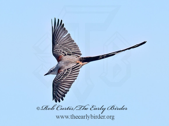 Tyrannus forficatus SCISSOR-TAILED FLYCATCHER 9091853z