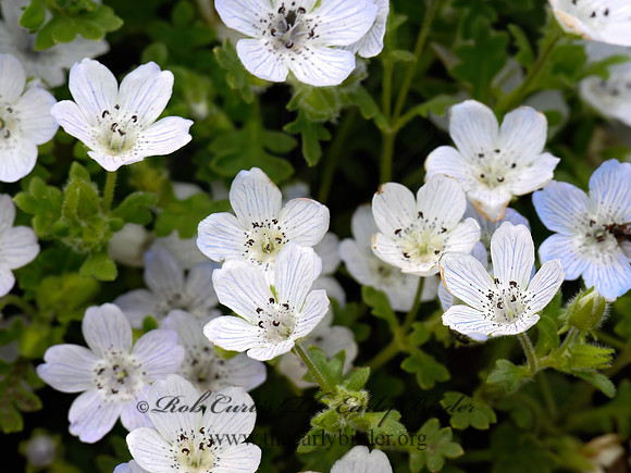 Nemophila menziesii v atomaria  SNOWSTORM 3016514z
