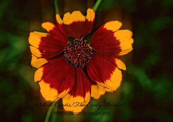 Coreopsis tinctoria  GARDEN COREOPSIS 1273733z