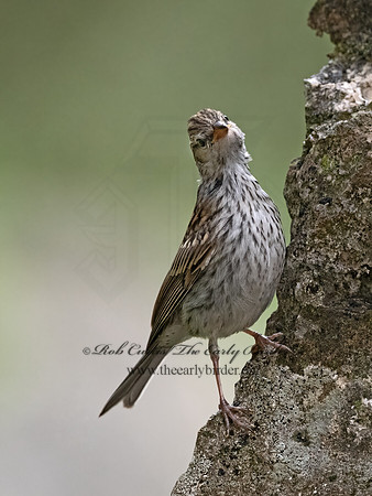 Spizella passerina  CHIPPING SPARROW 3035561z
