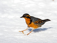 Ixoreus naevius VARIED THRUSH 9007281z