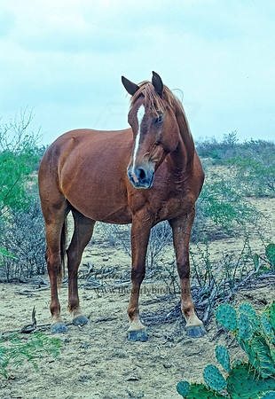 Equus caballus  HORSE 54621z