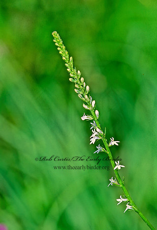 Lobelia spicata  PALE SPIKED LOBELIA 267513z
