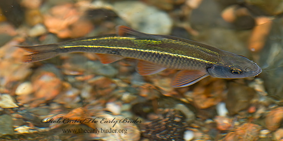 Luxilus cornutus  COMMON SHINER 9033025z