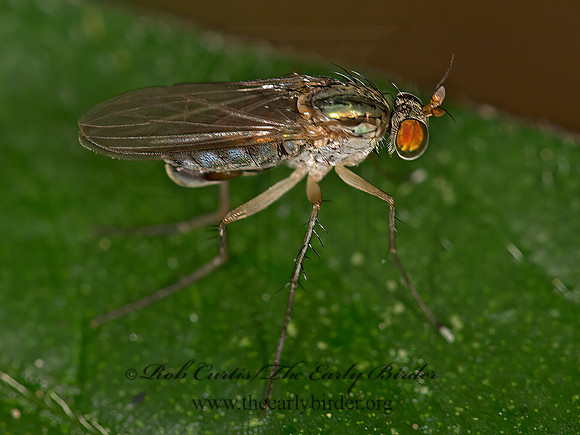 Dolichopus  LONGLEGGED FLY 9048723z