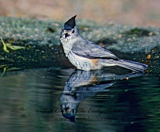 Baeolophus atricristatus   BLACK-CRESTED TITMOUSE 89809z