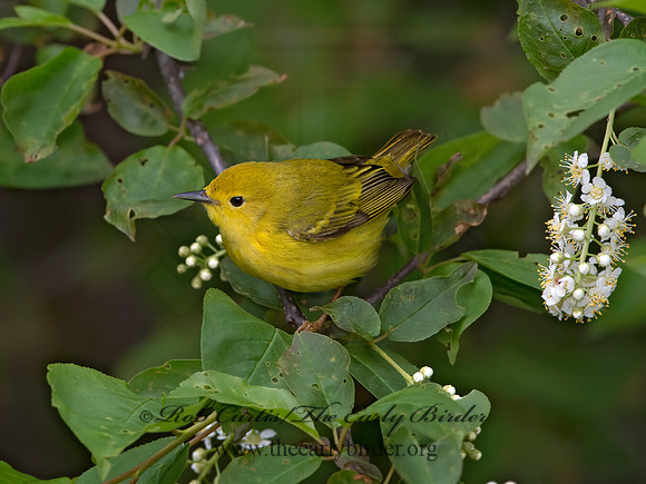 Setophaga petechia  YELLOW WARBLER 9038014z