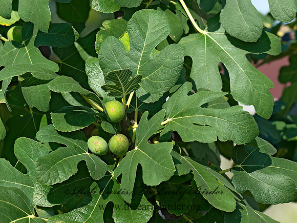 Ficus carica  FIG CULTIVAR 9040614z