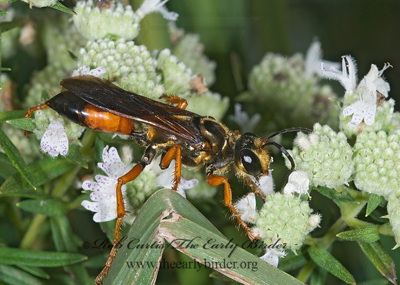 Sphex ichneumoneus 7012052z