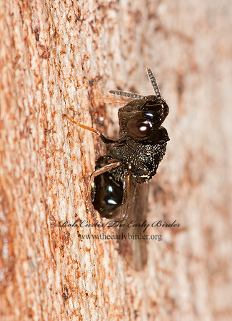 Steffanolampus salicetum  PERILAMPID WASP 3015740z