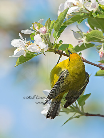 Vermivora cyanoptera  BLUE-WINGED WARBLER 9029678z