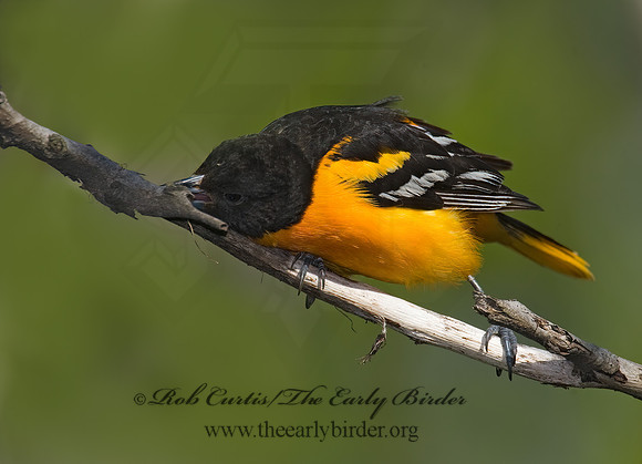 Icterus galbula  BALTIMORE ORIOLE  8003690z