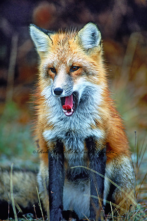 Vulpes vulpes  RED FOX 61606z
