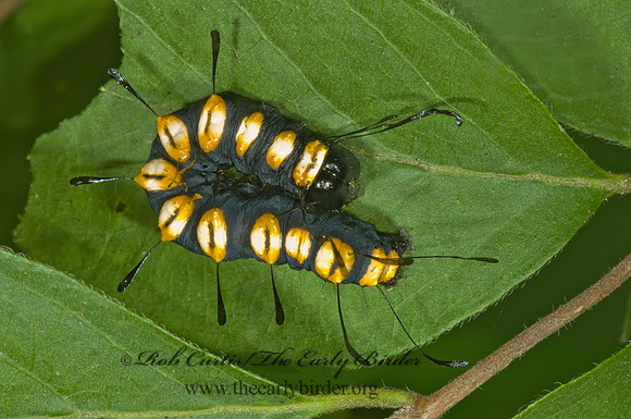 Acronicta funeralis FUNERARY DAGGER MOTH 5001610z