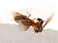 Lasius claviger SMALLER YELLOW ANT 3023778z