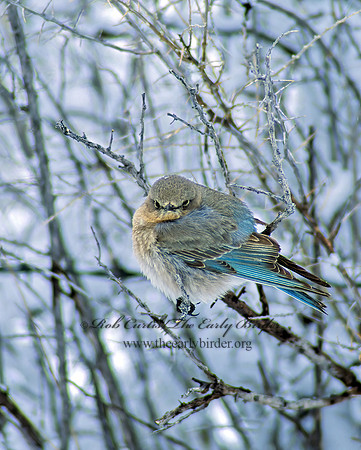Sialia currucoides  MOUNTAIN BLUEBIRD  102803z