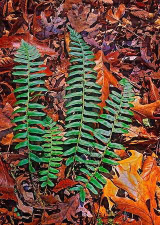 Polystichum acrostichoides  CHRISTMAS FERN 213910z