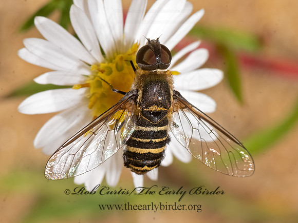 Villa  BEE FLY 3026287z