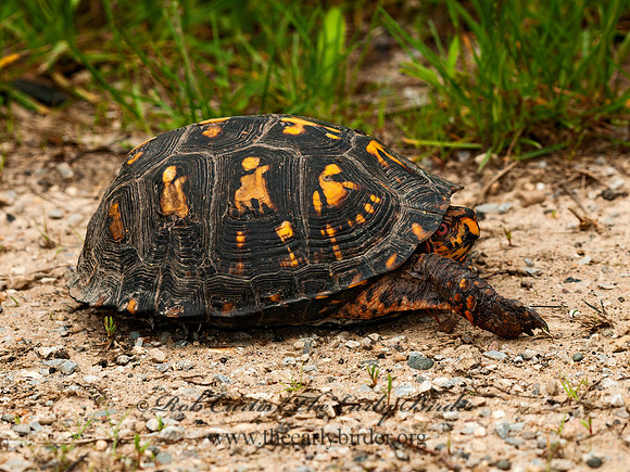 Terrapene carolina  EASTERN BOX TURTLE 3016844z