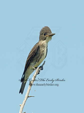 Contopus cooperi  OLIVE-SIDED FLYCATCHER 9003964z