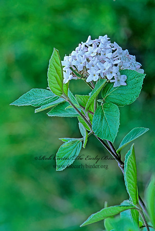 Viburnum juddii  JUDD VIBURNUM 265518z