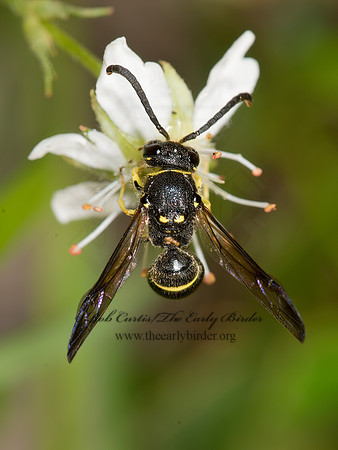 Ancistrocerus adiabatus MASON WASP 9031946z