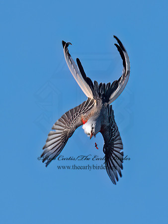 Tyrannus forficatus SCISSOR-TAILED FLYCATCHER 9091870z