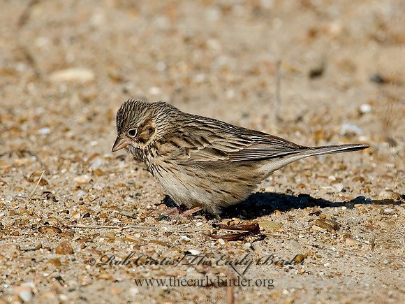 Pooecetes gramineus  VESPER SPARROW  7001946z