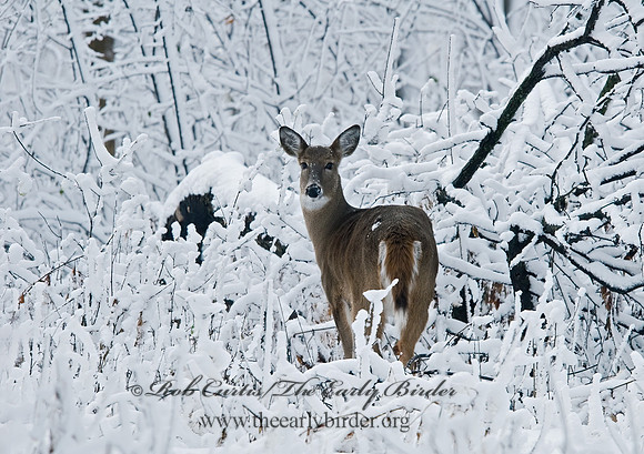 Odocoileus virginianus  WHITE-TAILED DEER  6018874z