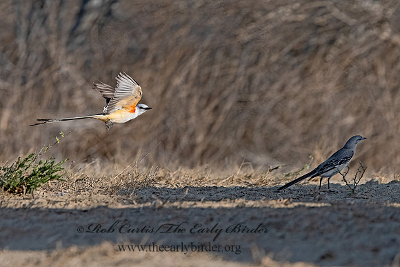 Tyrannus forficatus  SCISSOR-TAILED FLYCATCHER 3032974z
