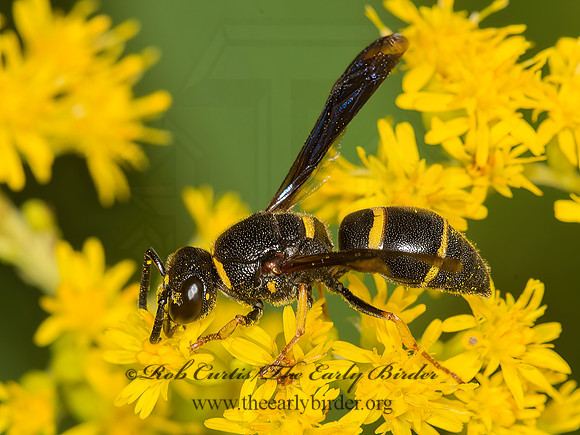 Euodynerus undescribed  EUMENINAE WASP 9040678z