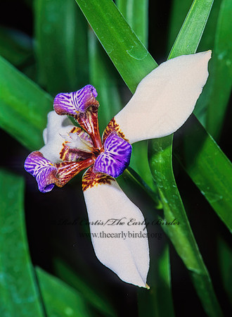 Neomrica gracilis  WALKING IRIS 266429z