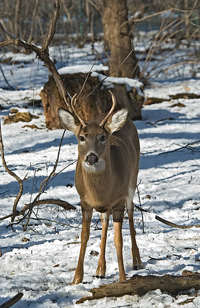 Odocoileus virginianus  WHITE-TAILED DEER  5017729z