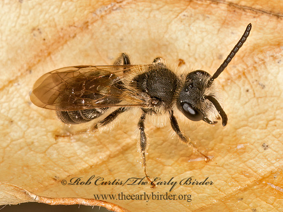 Andrena erigeniae  SPRING BEAUTY MINING BEE 9087054z