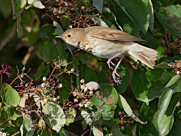 Catharus guttatus  HERMIT THRUSH 9015614z