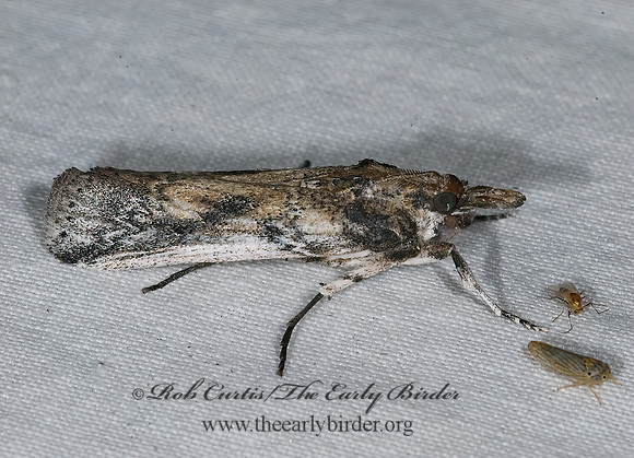 Melitara prodenialis  PRICKLYPEAR BORER 6024689 z