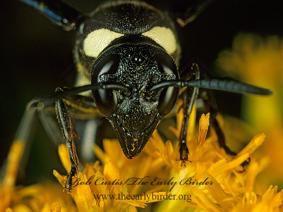 Monobia quadridens 183609z