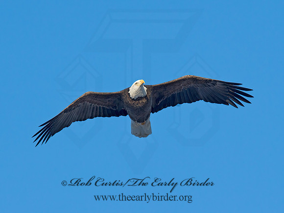 Haliaeetus leucocephalus  BALD EAGLE 9018584z
