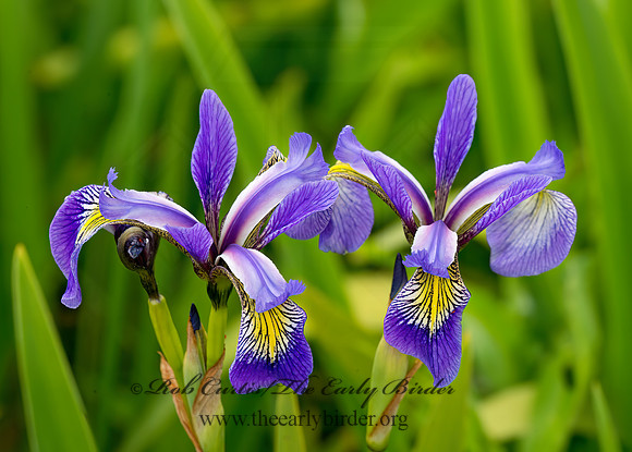 Iris hookeri   BEACH-HEAD IRIS Iris hookeri   BEACH-HEAD IRIS 9033296z