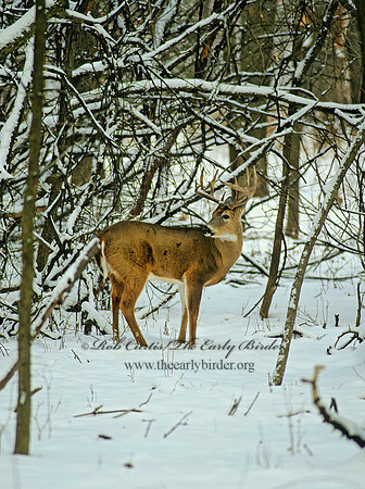 Odocoileus virginianus  WHITE-TAILED DEER 64409z