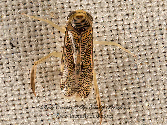 Trichocorixa sexcincta  WATER BOATMAN 9053488z