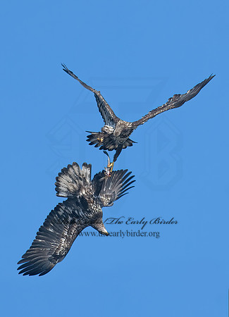 Haliaeetus leucocephalus  BALD EAGLE 7014034z