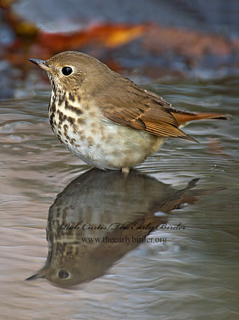 Catharus guttatus  HERMIT THRUSH 9006037z