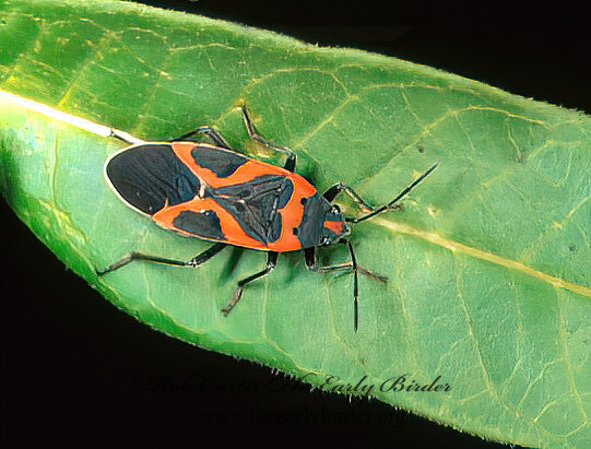 Lygaeus kalmii  SMALL MILKWEED BUG 182814z