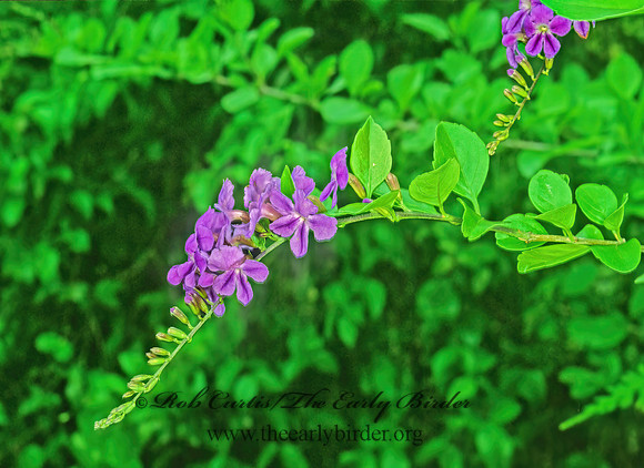 Duranta erecta  GOLDEN DEWDROPS 248016z