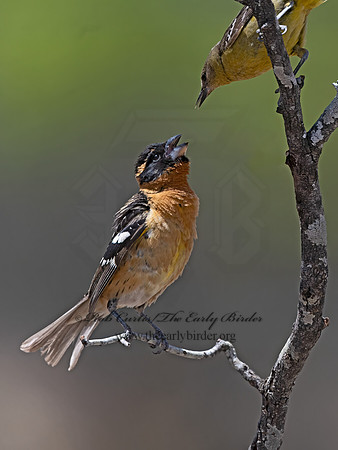 Pheucticus melanocephalus  BLACK-HEADED GROSBEAK 3036854z