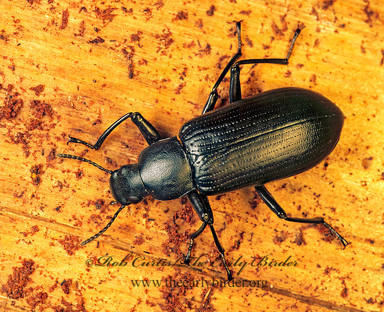 Alobates pennsylvanicus  STENOCHIINAE DARKLING BEETLE 167920z