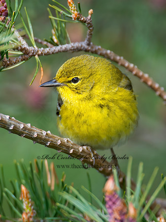 Setophaga pinus  PINE WARBLER 9000314 z