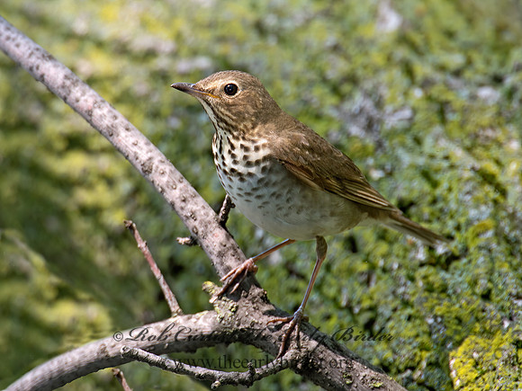 Catharus ustulatus  SWAINSON'S THRUSH 9022494z